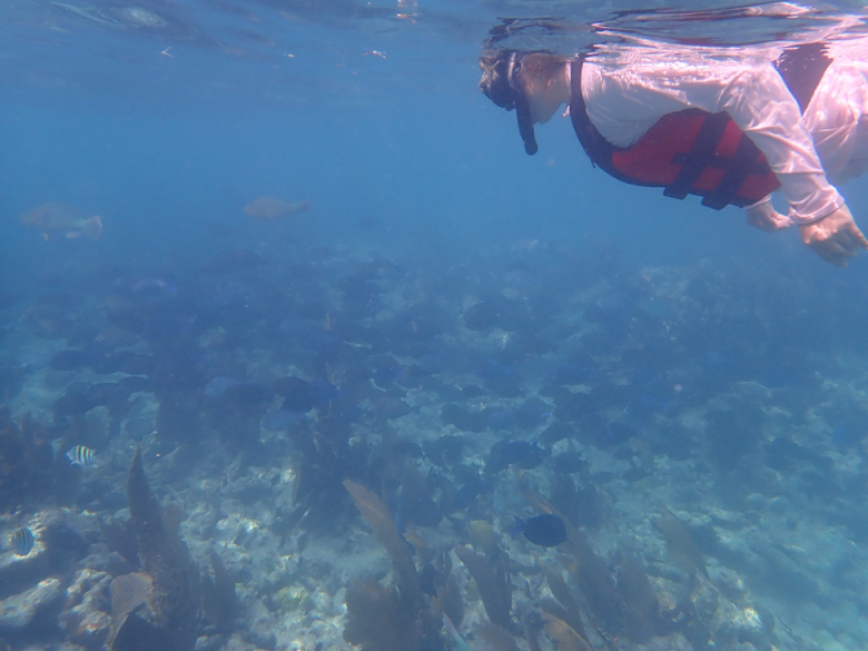 A snokler observes a school of fish on a reef.